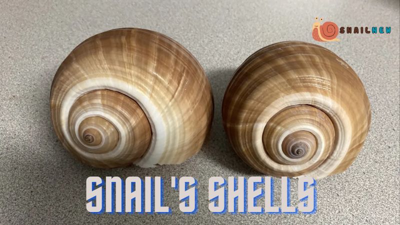 Do Snails Shed Their Shells?