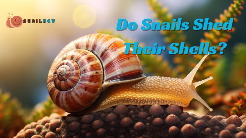 Do Snails Shed Their Shells?