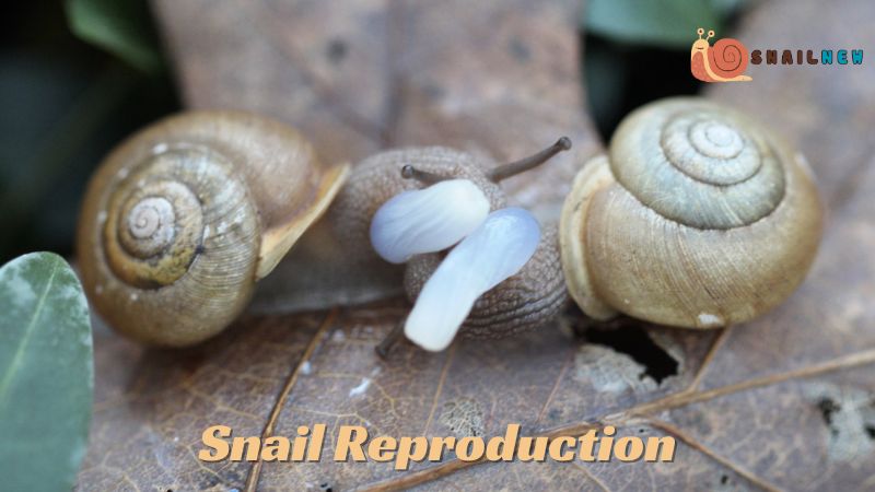 Snail Reproduction