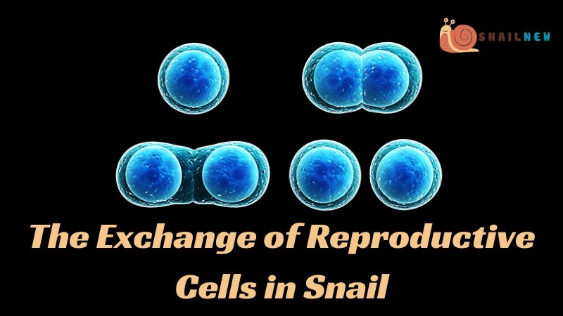 The Exchange of Reproductive Cells