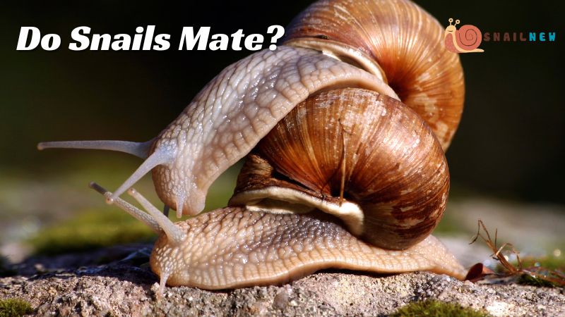 Do Snails Mate?