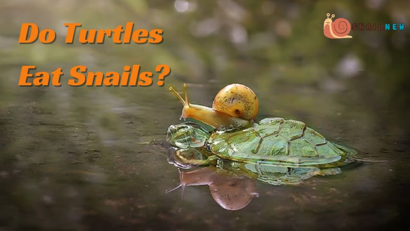 Do Turtles Eat Snails?