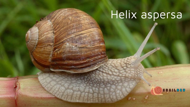 Types of Garden Snails: Helix aspersa (Common Garden Snail)