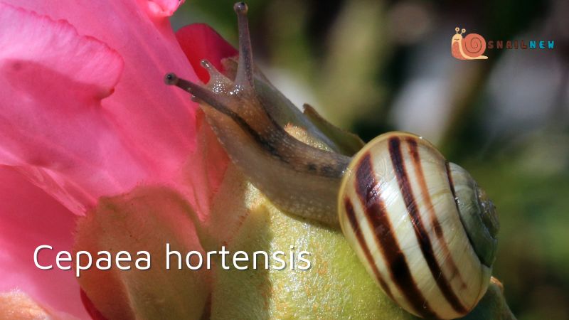 Cepaea hortensis (White-lipped Snail)