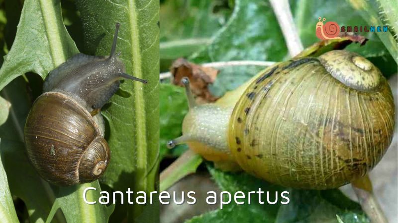 Cantareus apertus (Green Garden Snail)