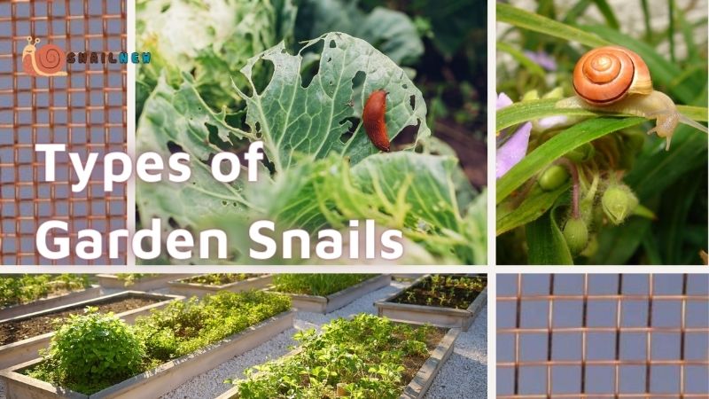 Types of Garden Snails