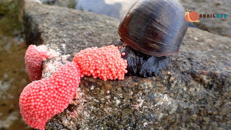 Pest Control: Why Do People Crush Snail Eggs?