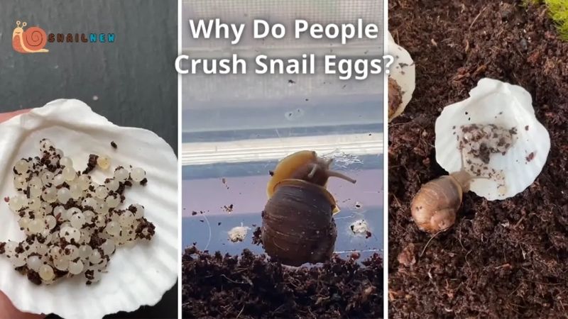 Why Do People Crush Snail Eggs?