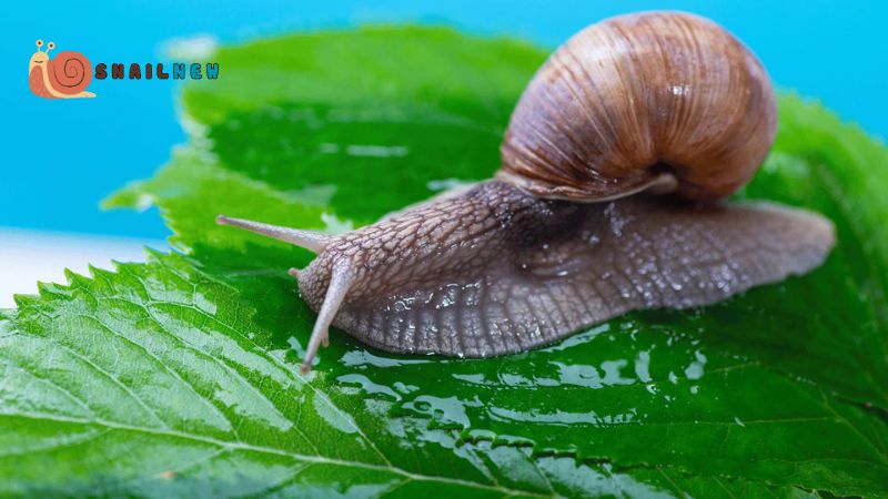 Snail Mucin