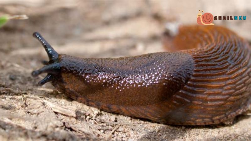 Anatomy and Characteristics of Snail Without a Shell