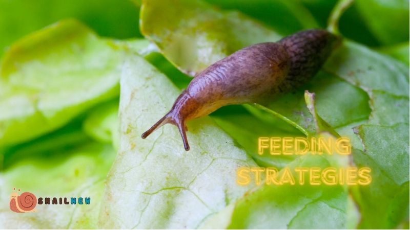 Feeding Strategies