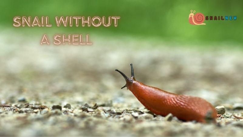 Snail Without a Shell