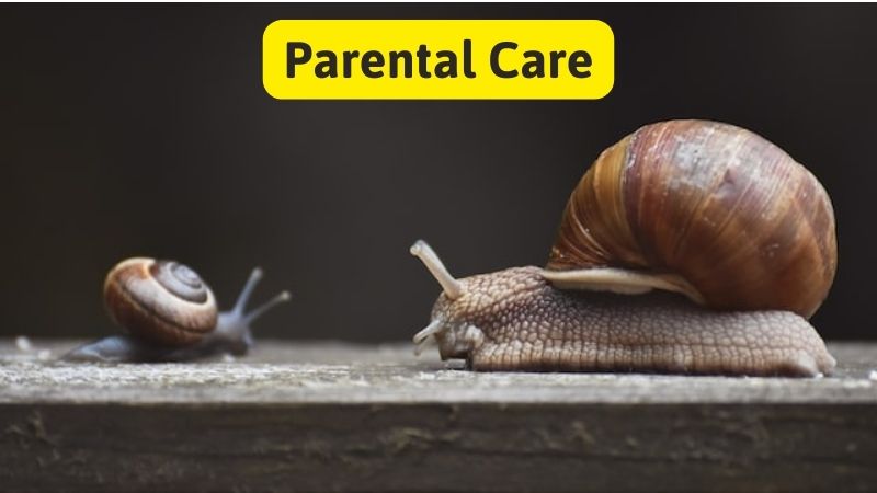 Parental Care