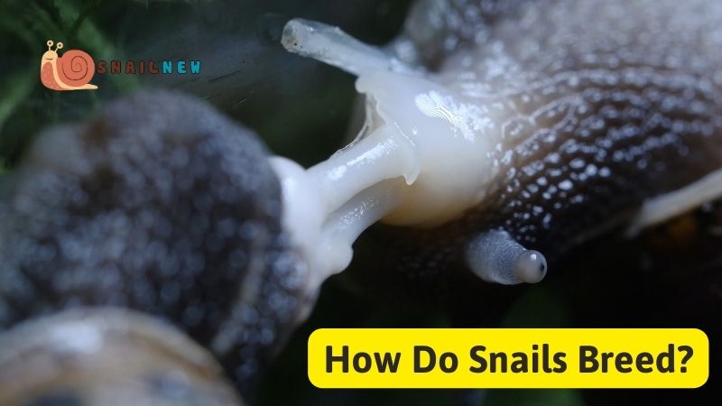 How Do Snails Breed?