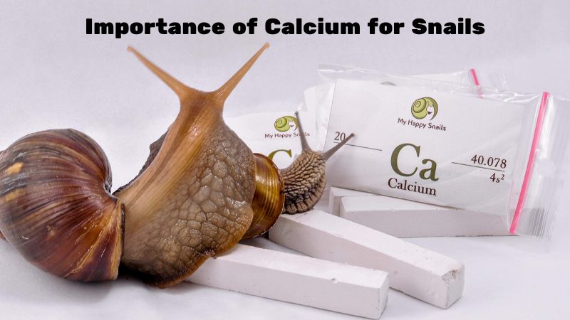 Importance of Calcium for Snails