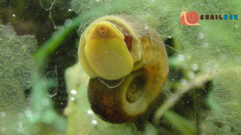 Aquarium Snail Food