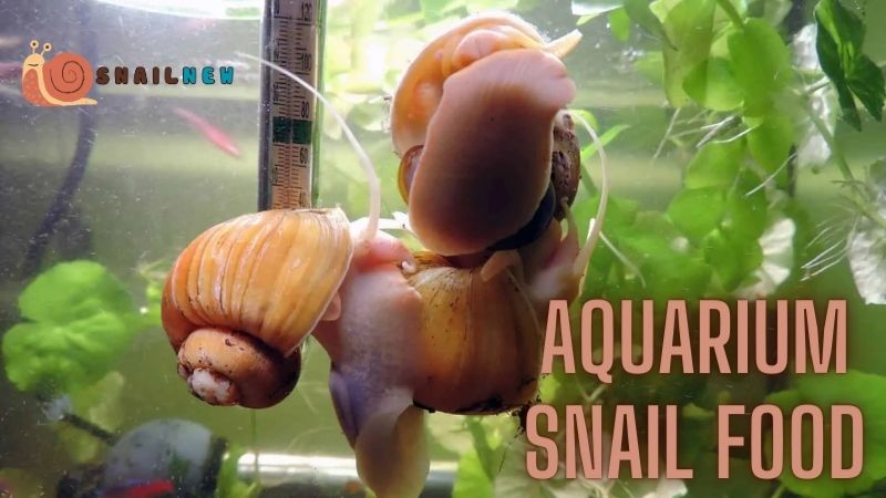 Aquarium Snail Food