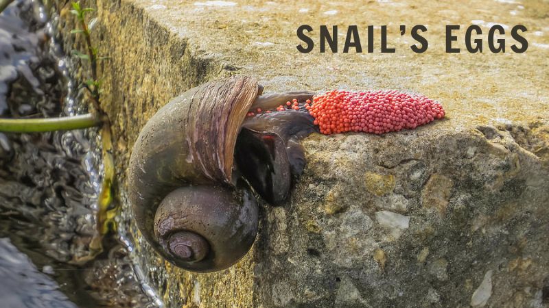 Snail Laying Eggs