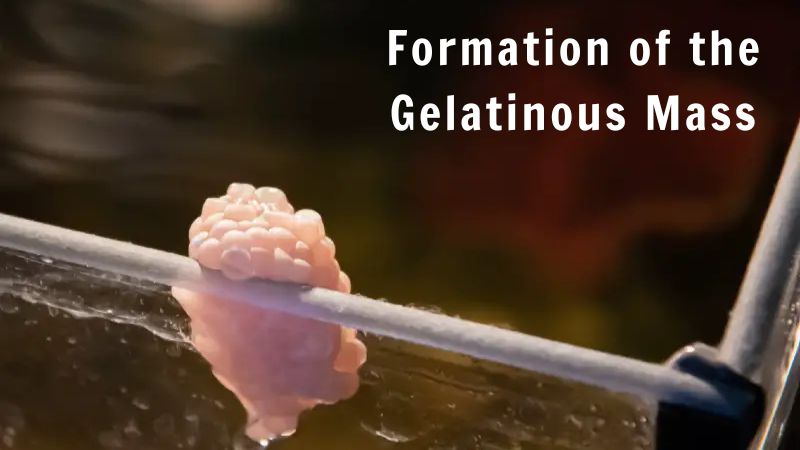 Formation of the Gelatinous Mass