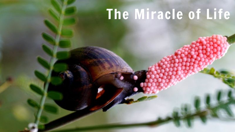 The Miracle of Life