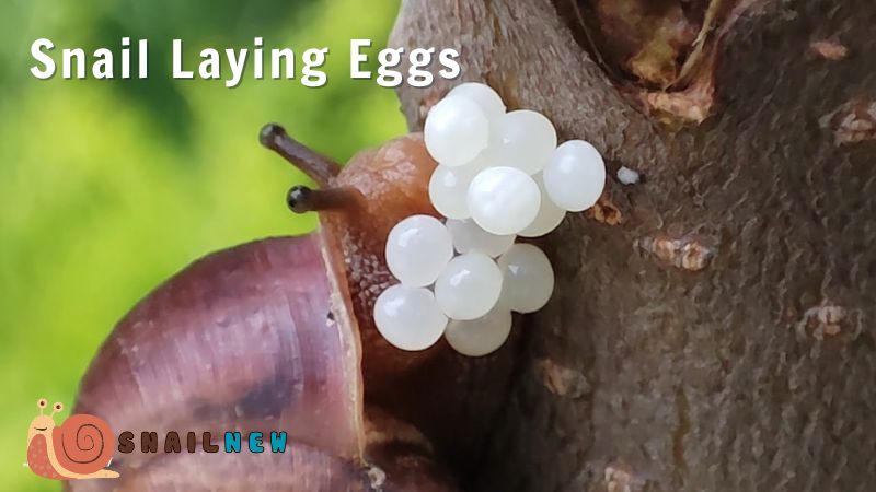 Snail Laying Eggs