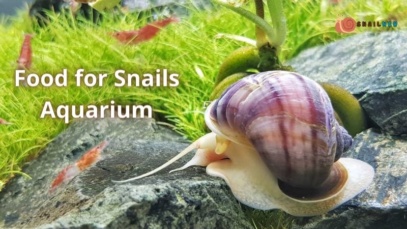 Food for Snails Aquarium