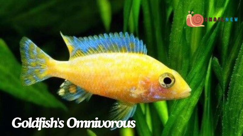 Goldfish's Omnivorous