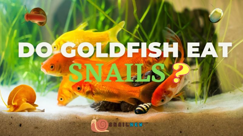 Do Goldfish Eat Snails?