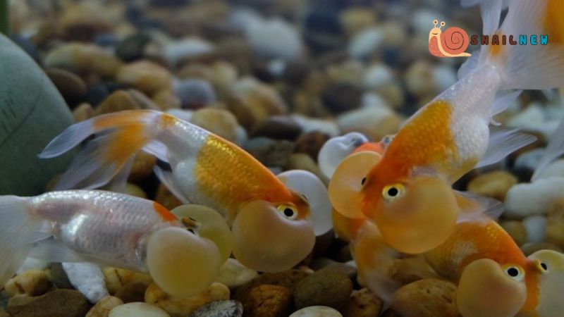 Do Goldfish Eat Snails?