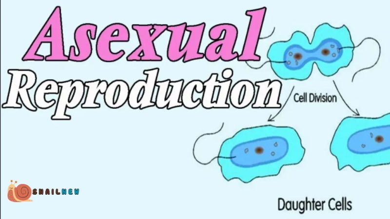 The Basics of Asexual Reproduction