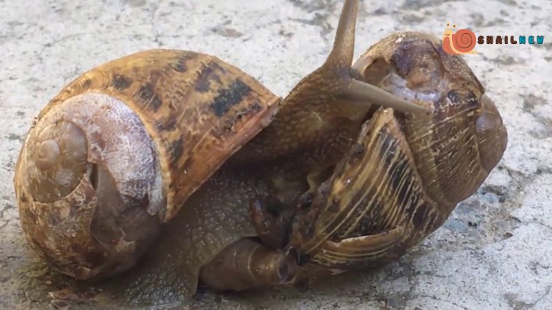 The Diversity of Asexual Reproduction in Snails