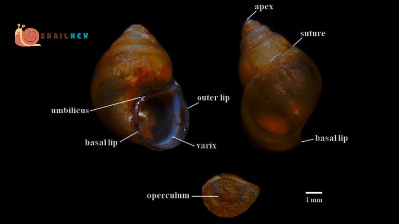 The Role of Genetic Variation