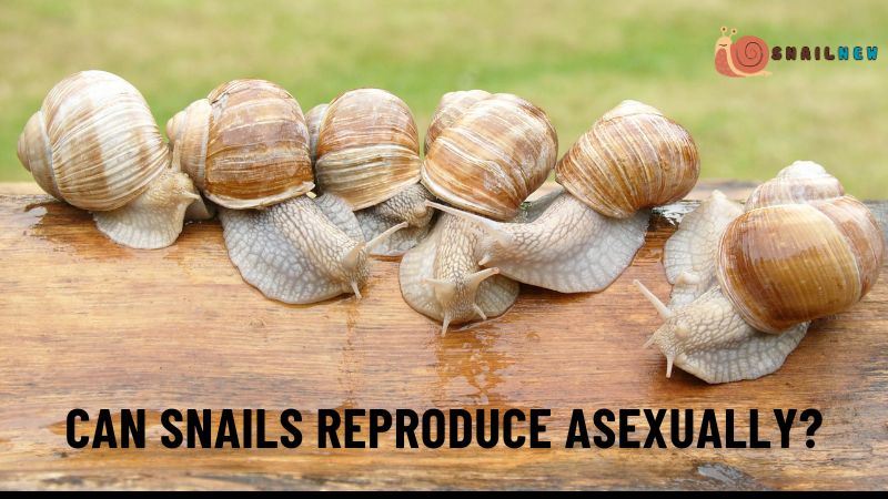 Can Snails Reproduce Asexually?