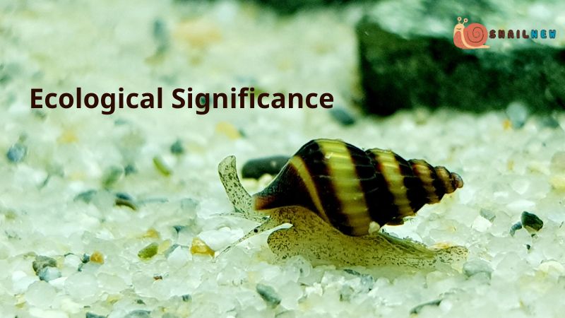 Ecological Significance of Assassin Snail