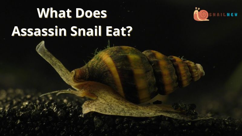 What Does Assassin Snail Eat?