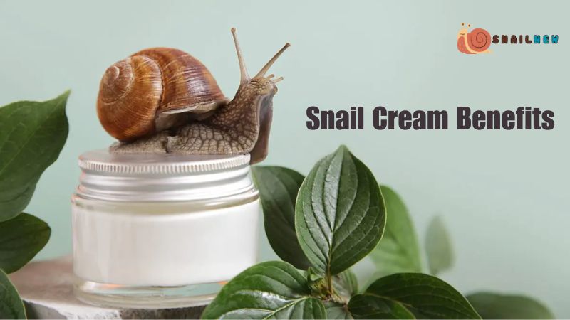 Snail Cream Benefits