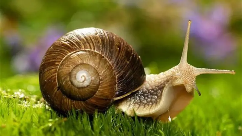 3 adaptive features of snail: The most details