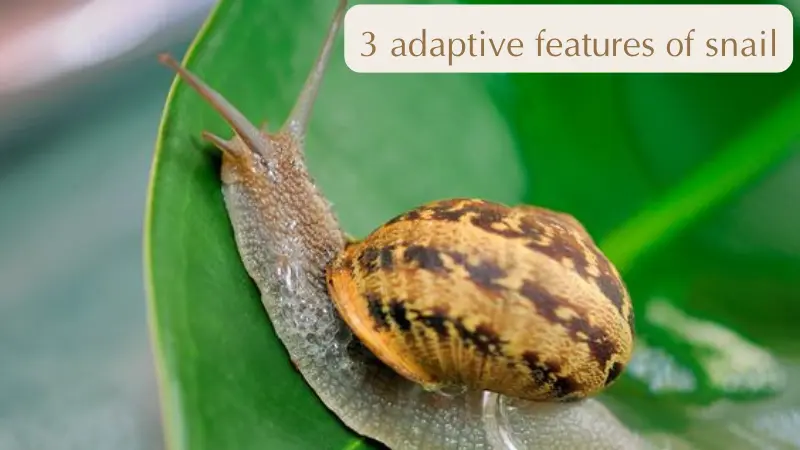 The Fascinating 3 Adaptive Features of Snails