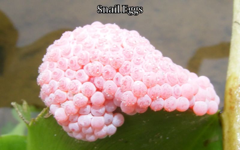 Snail Eggs